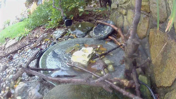 10-24-2024 2:24PM Male Black Throated Blue Warbler
