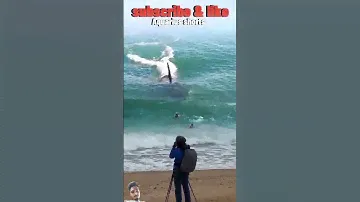 #shark #ocean #surfing #surf #beach #movie #yearofyou #aquariusshorts #sea #amazing